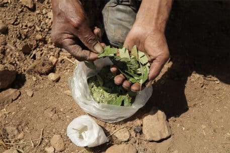 Preocupante aumento en la producción de cocaína en el país según informe de Naciones Unidas